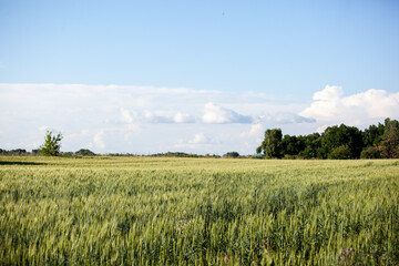 Fototapeta premium summer green wheat field on a sunny day, a road in a field, a background of ears