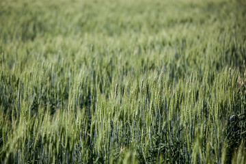 Fototapeta premium summer green wheat field, background of ears