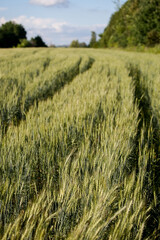 summer green wheat field on a sunny day, a road in a field, a background of ears