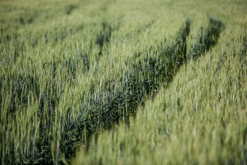 on a marble background, the wilted petals of a delphinium