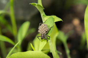Hogna radiata, ragno lupo con prole