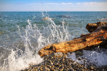 Onda del mare che si infrange su un tronco trasportato dalla marea