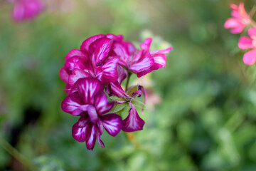 Fototapeta premium pink flowers in the garden