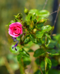 pink rose in garden