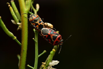 Sycanus collaris it is the sixth most abundant group of all insects and is considered one of the pests.