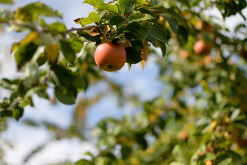 apples on a tree