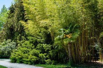 'Aureocaulis' in Southern Cultures Ader Arboretum. In foreground is flowering blooming Chinese windmill palm (Trachycarpus fortunei).