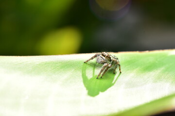 Salticidae or Jumping spiders it is a small spider that is common.