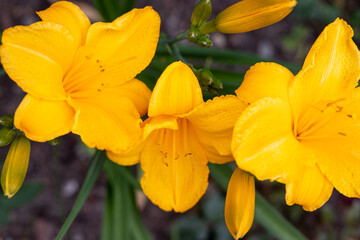 Liliowiec żółty w domowym ogrodzie - obrazy, fototapety, plakaty