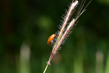 Pumpkin beentle Cucurbit Leaf Beetle , Yellow Squash Beetle or Aulacophora indica (Gmelin, 1790).