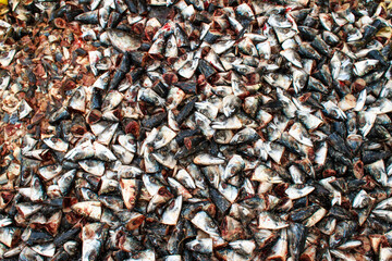 Fish Factory in North of Norway, Bugøynes