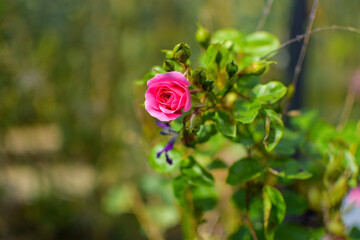 red rose in garden