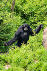 Scimmia urlatrice nel suo habitat naturale 