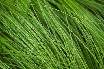 Fototapeta premium green grass background