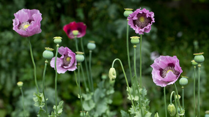 Pink and purple opium poppies Papaver somniferum in flower in a garden in summertime, United Kingdom