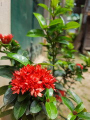 Fototapeta na wymiar Red flower 