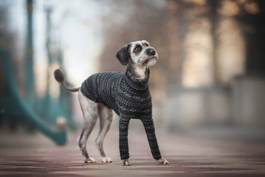 Cute mixed breed dog in grooming standing in the middle of the square on the background of the sundet city landscape