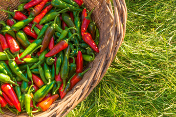 A large crop of red and green hot peppers in a wicker basket standing on green grass - Powered by Adobe