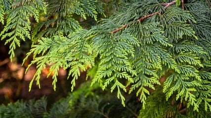 Leaves of giant arborvitae or giant cedar or western red cedar (Thuja plicata) or Pacific red cedar...
