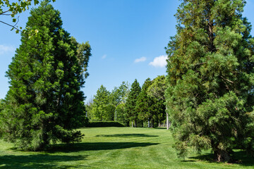 Three young Sequoiadendron giganteum (giant sequoia or giant sequoia) on green lawn against blue sky in city landscape park of Krasnodar. Public landscape 'Galician Park' in sunny summer of 2021.