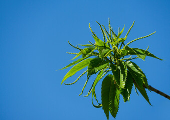 Close-up of beginning flowering Castanea sativa (sweet or Spanish chestnut) in public landscaped city park 