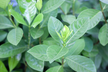 green nature background wallpaper