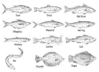 Type different fish isolated on white. Vintage hatching vector monochrome black illustration