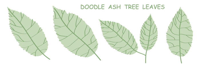 doodle ash tree leaves isolated on white background. Autumn fallen leaves of ash tree. Vector