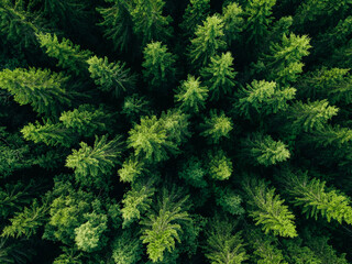 Aerial view of green summer forest with spruce and pine trees.