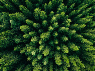 Fototapeta na wymiar Aerial view of green summer forest with spruce and pine trees.