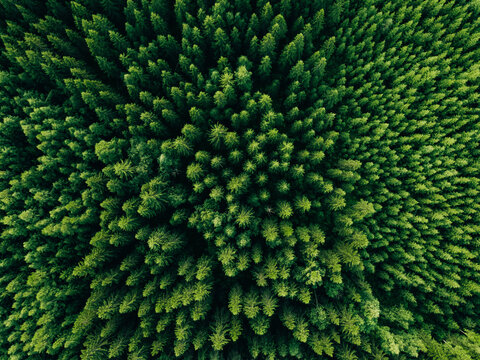 Aerial view of green summer forest with spruce and pine trees. © nblxer