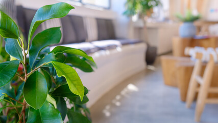 Green plant on the floor at the living room.