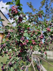 Yarga berry of a bluish crimson color on a shrub branch blue sky summer day