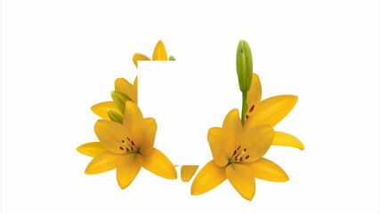 Animation of lilies on a white background. Wedding invitation 4k footage. Flowers growing botanical background. Decorative frame with blank space for text. Flower intro isolated on white background. - Powered by Adobe