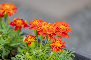 Selective focus of yellow orange flowers with green leaves in the garden, Tagetes erecta the Mexican marigold or Aztec marigold is a species of the genus Tagetes, Nature floral background.