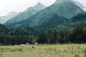 Horses graze in a meadow against the background of mountains.