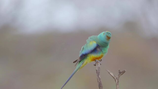 a slow motion clip of a male mulga parrot shaking off water at gluepot reserve in south australia- conformed from 120p