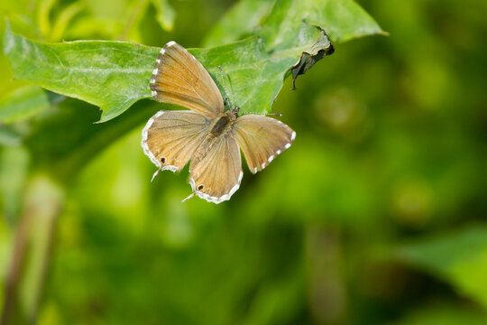 Cacyreus marshalli, geranium butterfly perched on the leaf with open wings with green background.