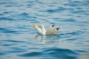 Couple of seagulls swimming on the water in Irish sea.