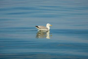 Fototapeta na wymiar Seagull swimming on the water in Irish sea.