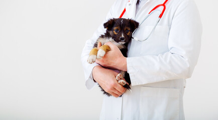 Dog vet check up. Puppy in doctor hands veterinary clinic. Vet doctor holding black puppy to check...