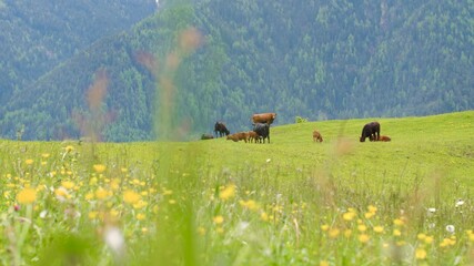 Group of happy cows grazing on fresh green meadow in mountains. Italian alps. Animals feeding in nature with clean air and a healthy lifestyle. Sustainable, ethical, and eco-friendly farming. 4K.