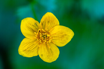 Caltha palustris flower growing in forest, close up