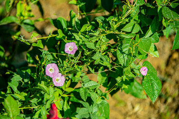 Вьюнок полевой