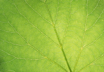 Naklejka na ściany i meble Close up leaf veined macro shot. Background for your design