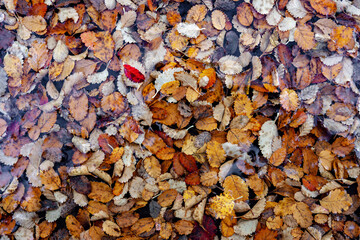 Autumn fall leaves from above abstract background nature pattern
