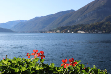 Lake Como in italy with red flowers in the front