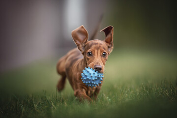 A cute marble rabbit dachshund with flying ears playing with a blue ball against a lush spring garden