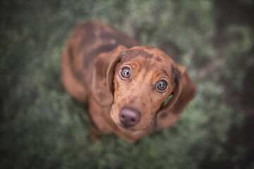 Close-up portrait of a marble rabbit dachshund sitting on a background of small green plants