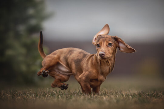 Funny marble rabbit dachshund with flying ears dancing break dance against a gloomy spring landscape